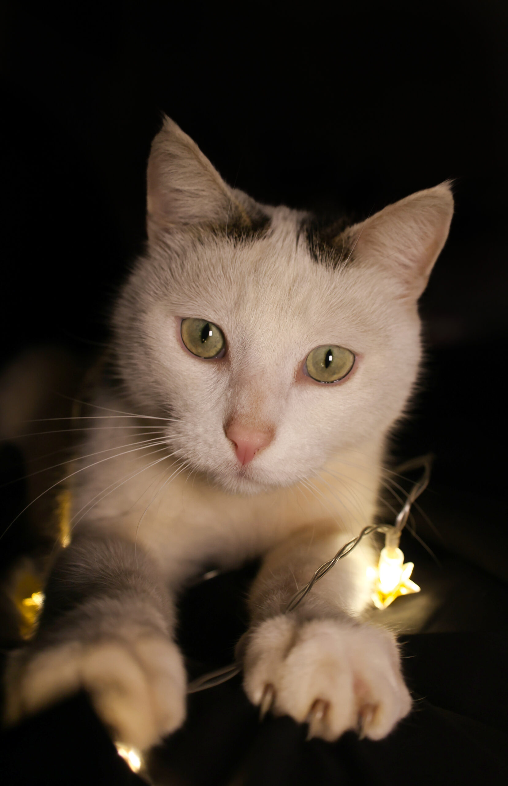 bílá kočka s šedými skvrnami a zelenýma očima leží na tmavém pozadí, obklopená svítícími řetězovými světly