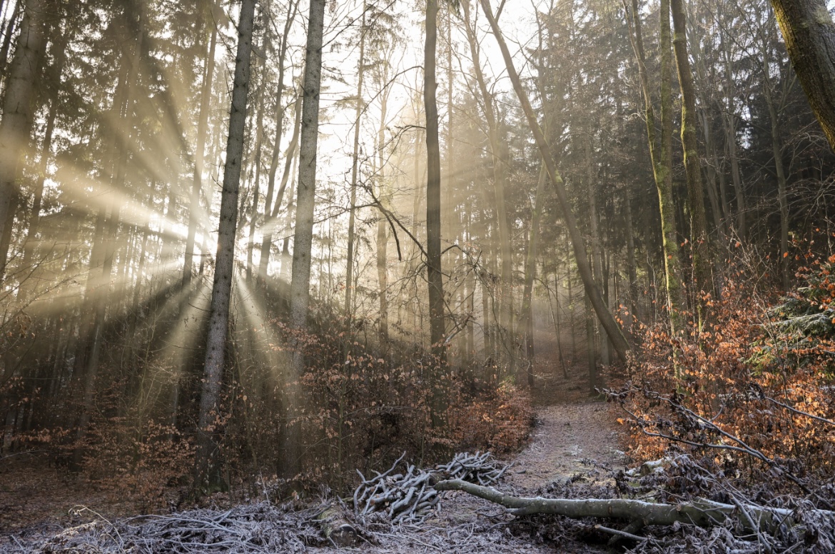 Les a posvítající paprsky slunce