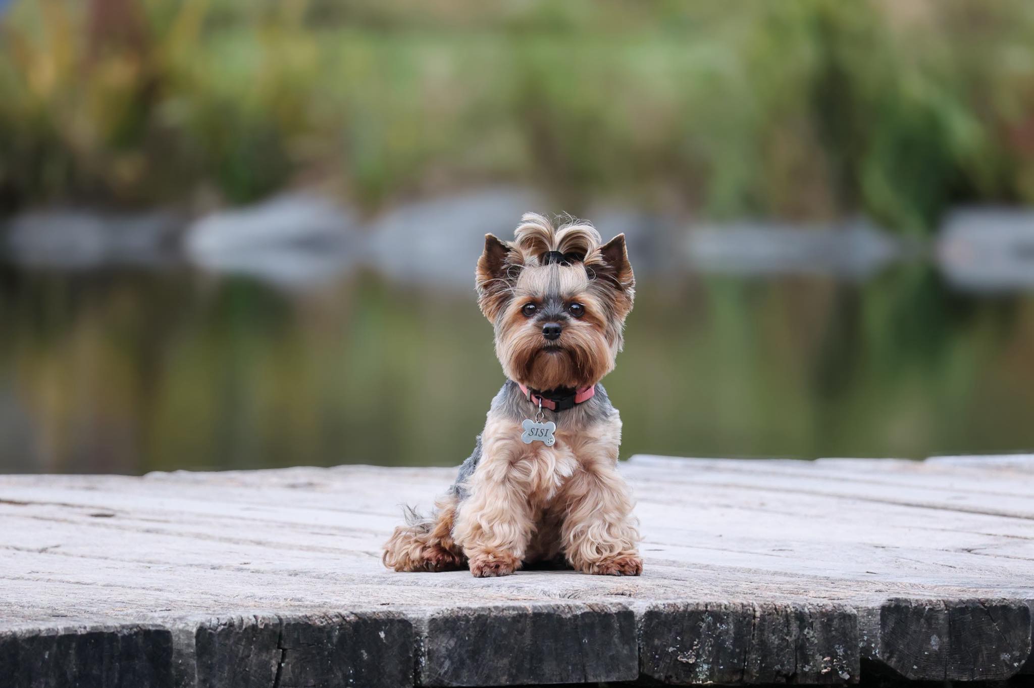 Yorkshirsky terier na molu u vody pohled do objektivu