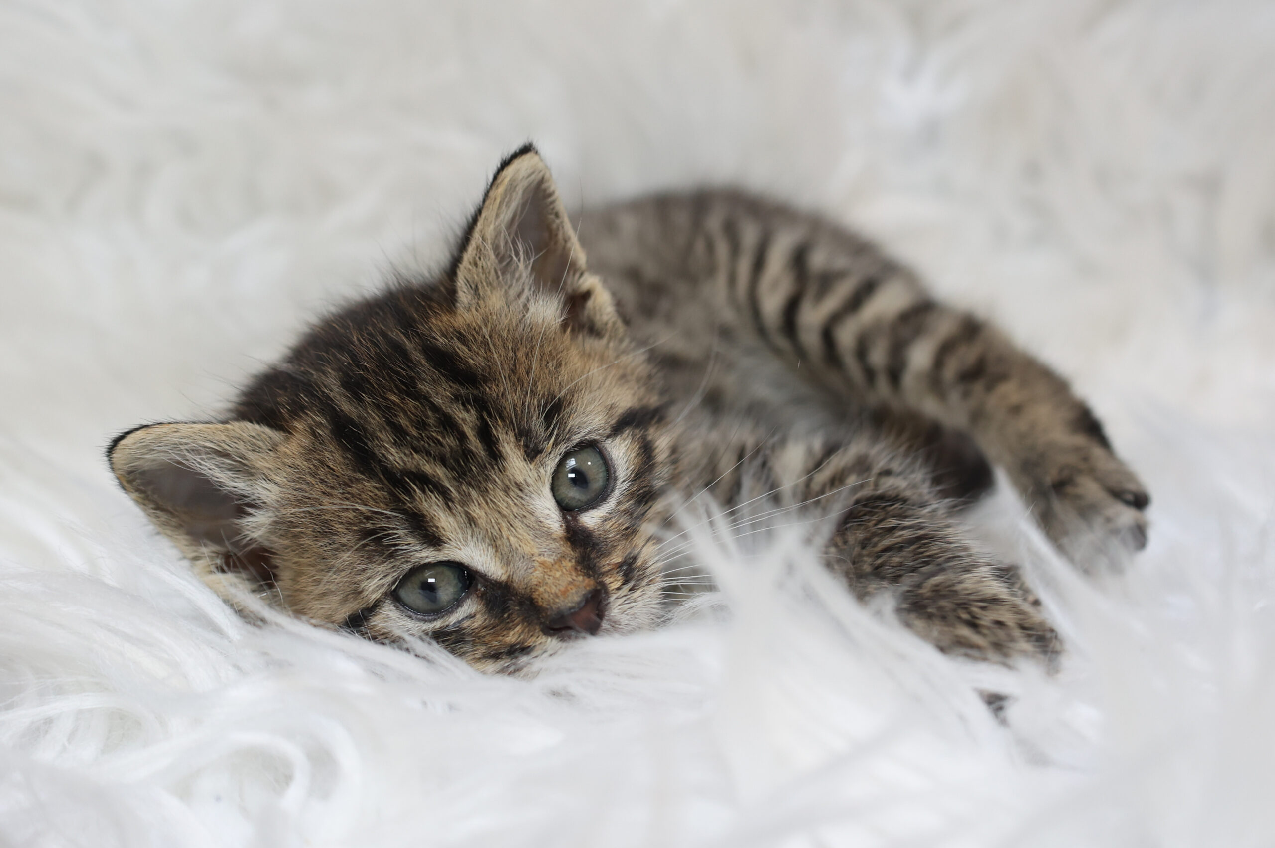 mladé mourovaté kotě leží na bílé, chlupaté dece a dívá se do fotoaparátu