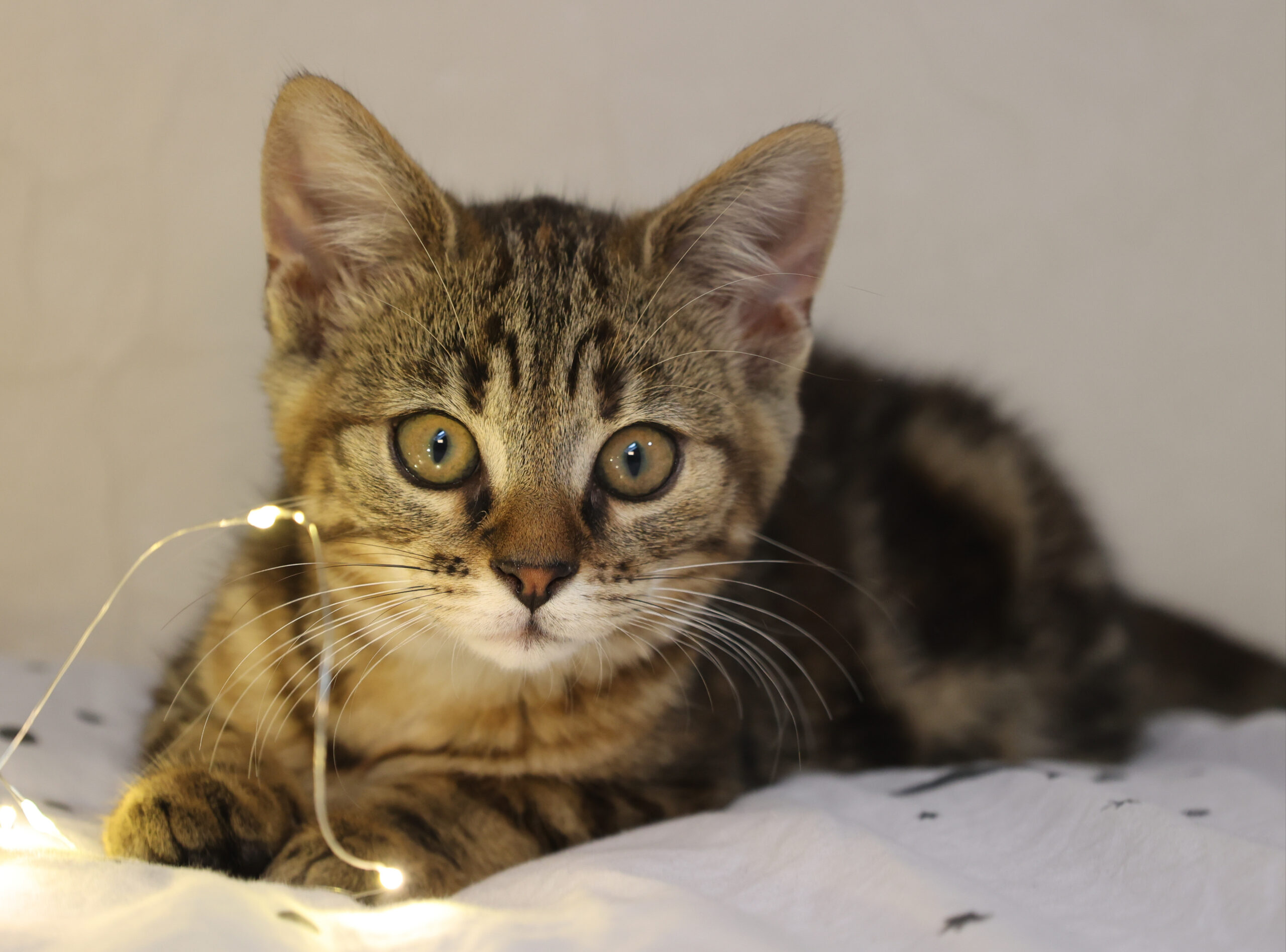 mladé mourovaté kotě leží na bílém povrchu s ozdobnými světýlky a dívá se přímo do objektivu