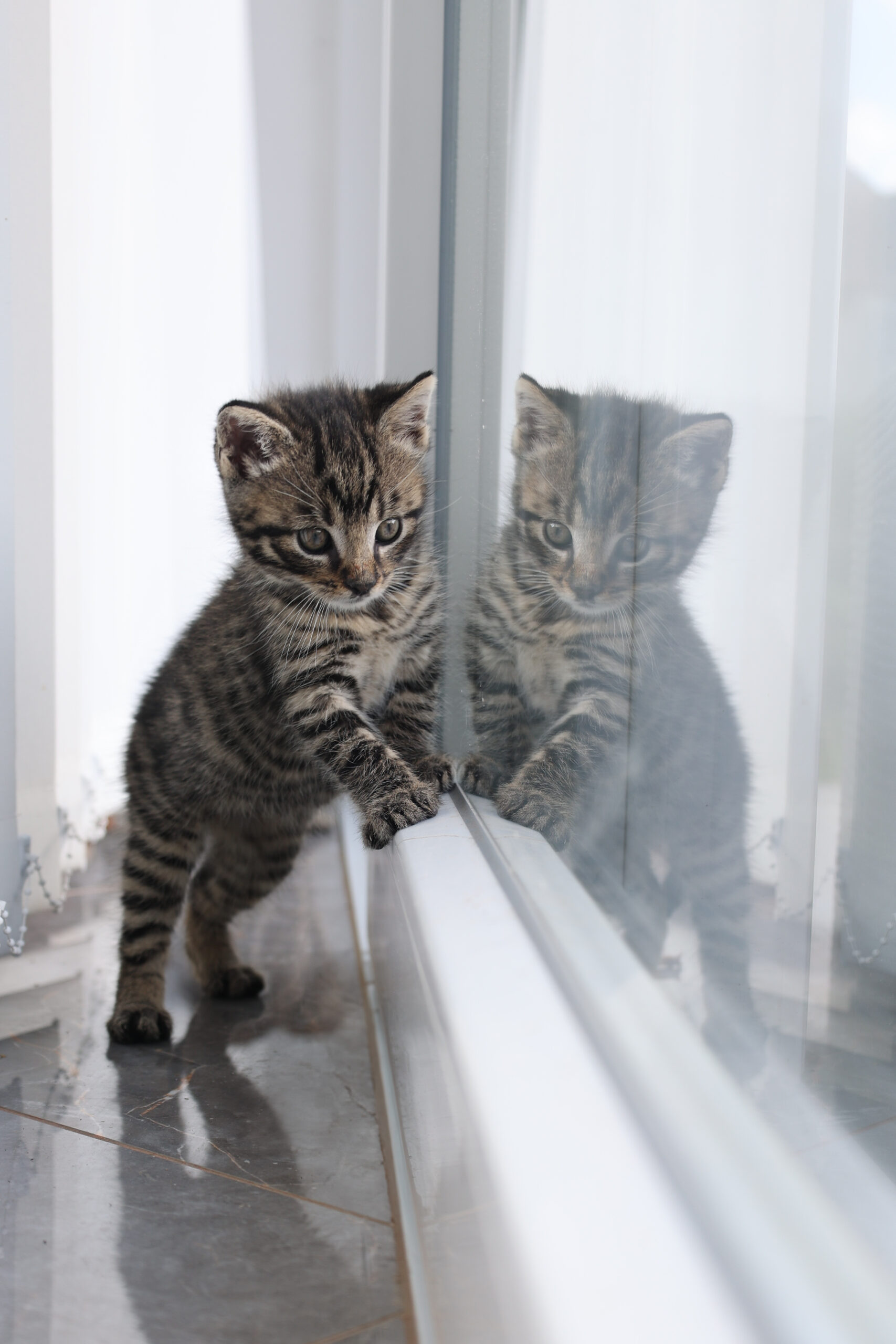 mouraté kotě se dívá na svůj odraz