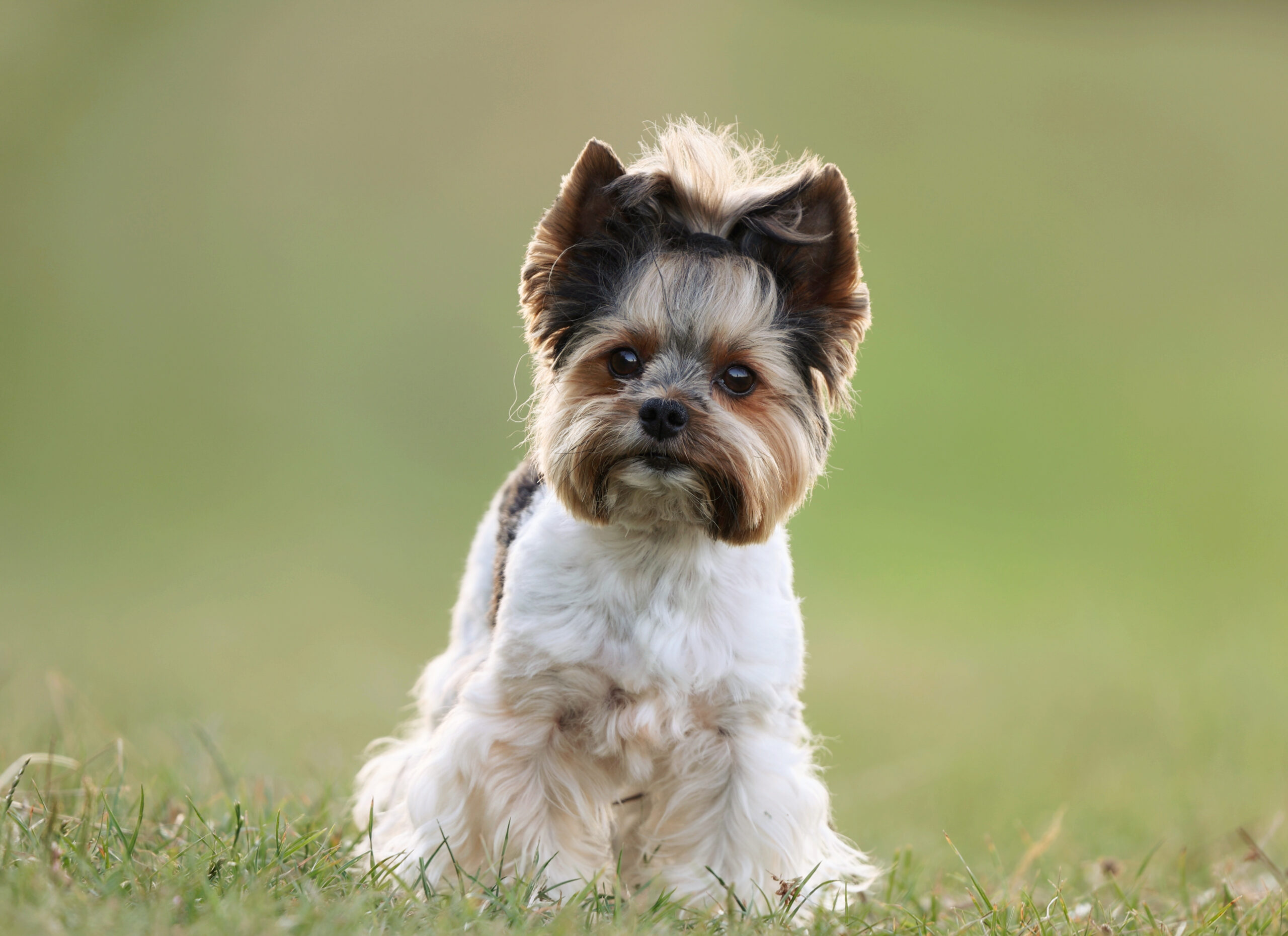 yorkshirsky terier s mašličkou ve vlasech sedí v trávě a dívá se do fotoaparátu