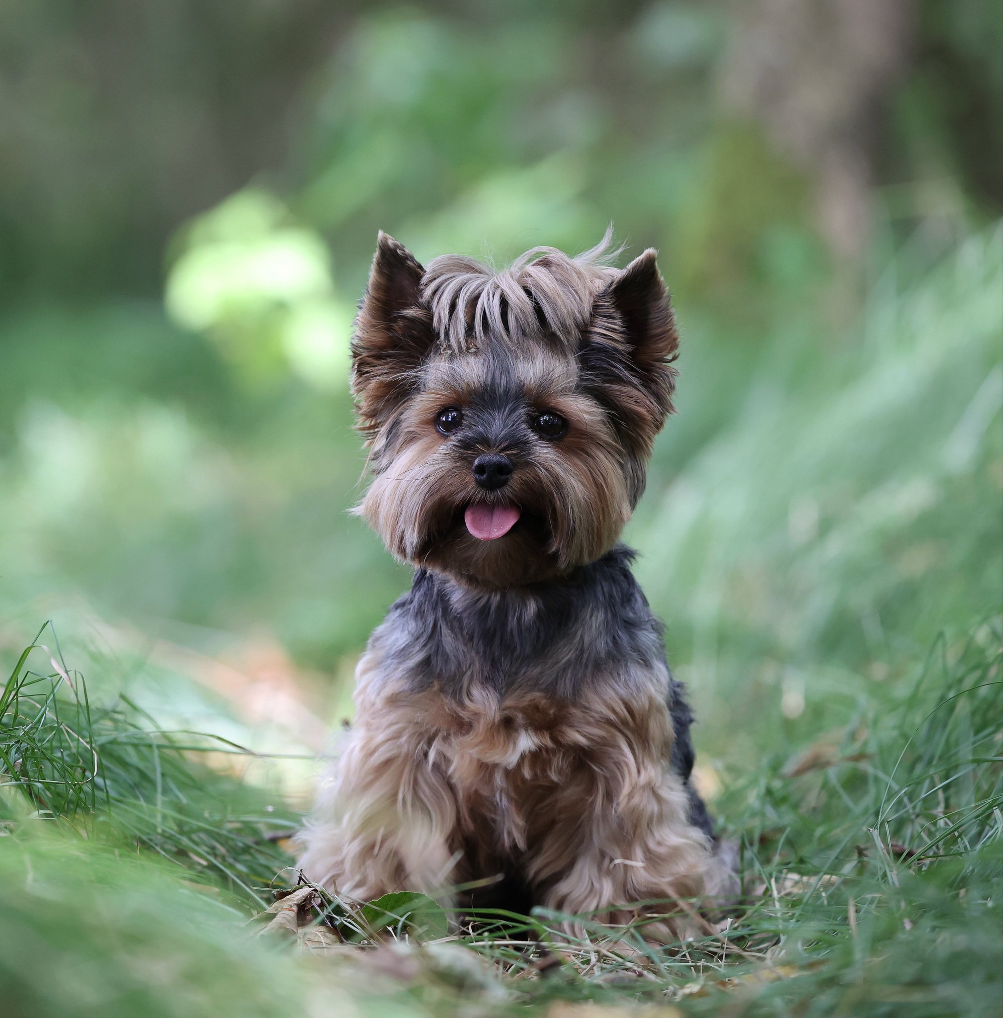 yorskhirský teriér na zelené louce