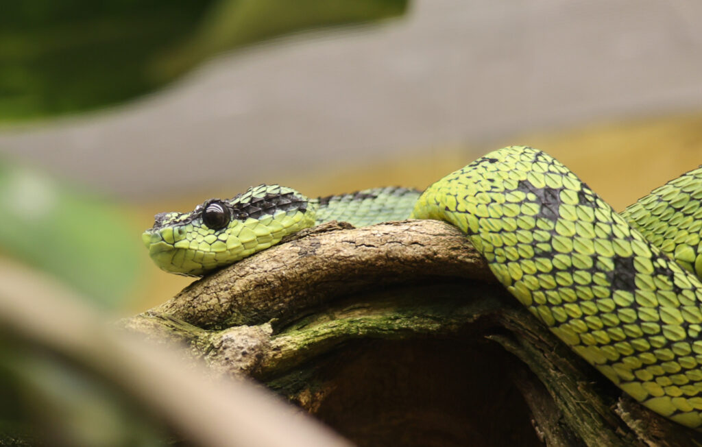 zelený had s černými a žlutými skvrnami odpočívající na větvi
