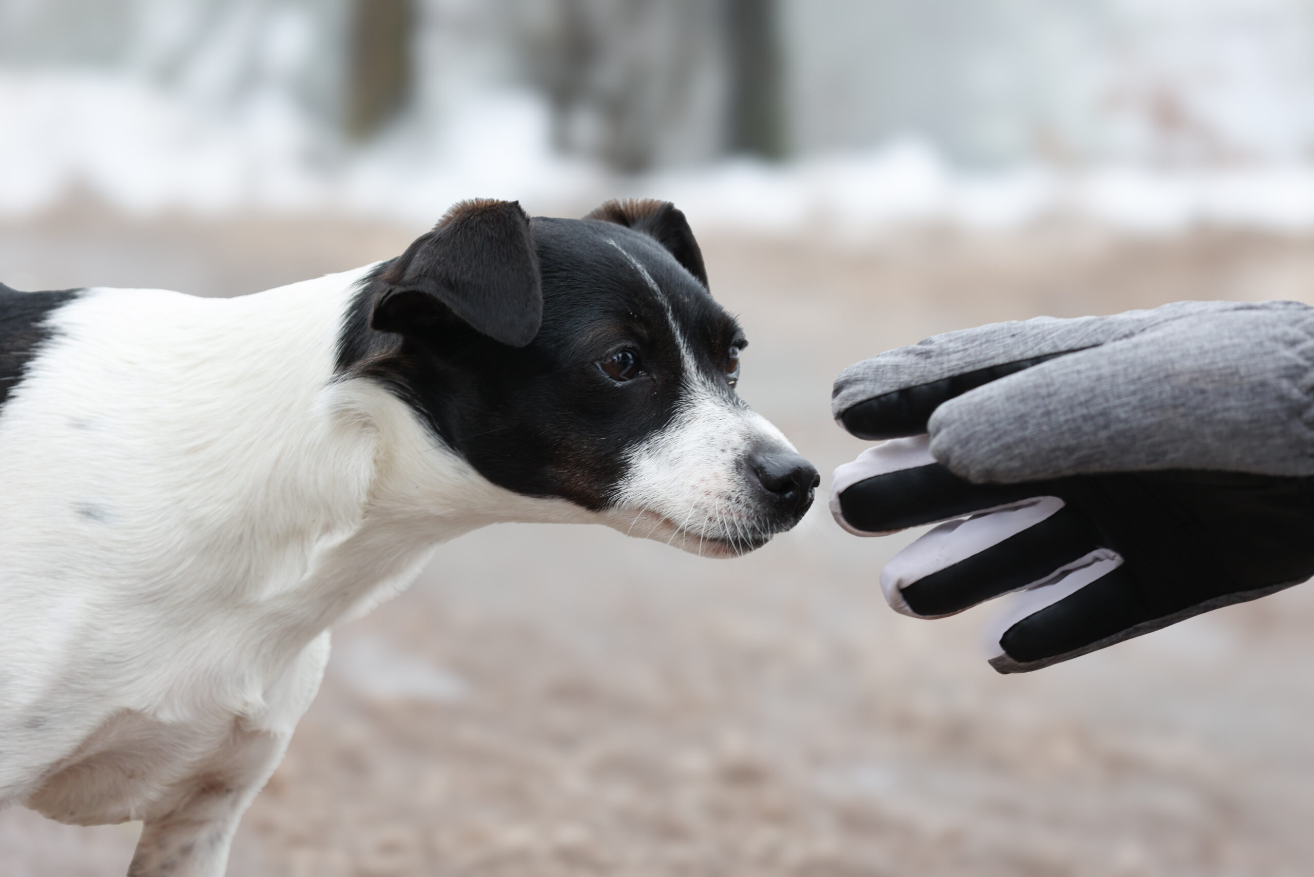 černobílý pejsek zvědavě zkoumá rukavici