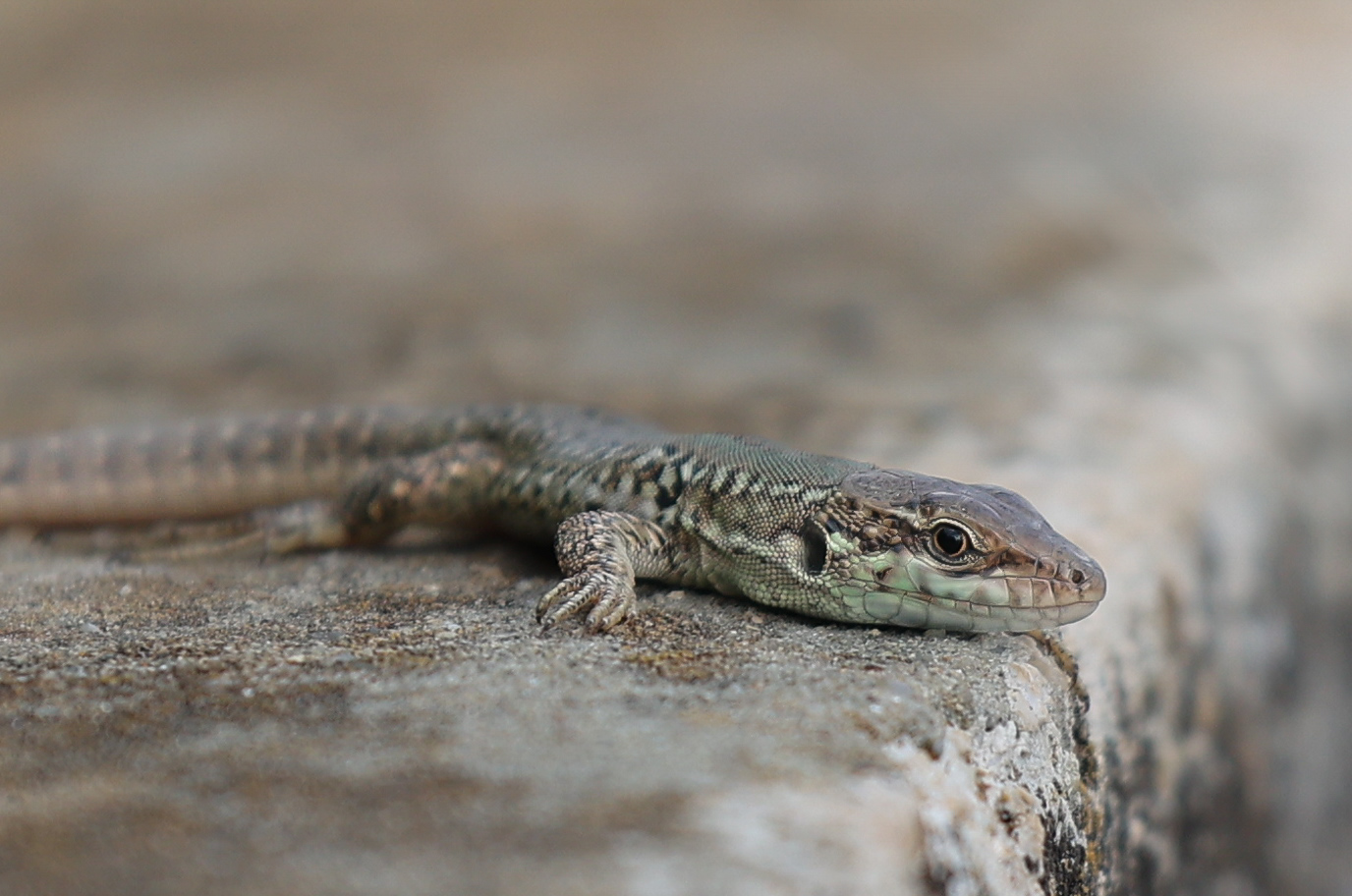ještěrka obecná , odpočívající na kamenné zdi. tělo má hnědavě šedé zbarvení s tmavšími vzory a světlejší spodní stranou